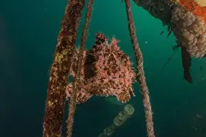 Scorpion Fish Prints: Frog fish in the Red Sea Colorful and beautiful, Eilat Israel
