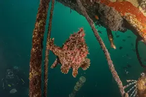 Scorpion Fish Prints: Frog fish in the Red Sea Colorful and beautiful, Eilat Israel