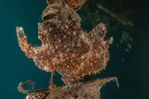 Scorpion Fish Prints: Frog fish in the Red Sea Colorful and beautiful, Eilat Israel
