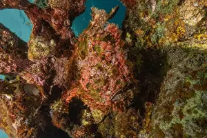Scorpion Fish Prints: Frog fish in the Red Sea Colorful and beautiful, Eilat Israel