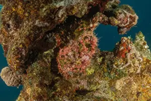 Scorpion Fish Prints: Frog fish in the Red Sea Colorful and beautiful, Eilat Israel