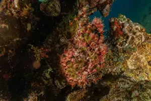 Scorpion Fish Prints: Frog fish in the Red Sea Colorful and beautiful, Eilat Israel