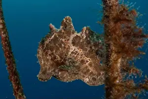 Scorpion Fish Prints: Frog fish in the Red Sea Colorful and beautiful, Eilat Israel