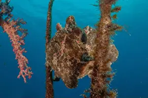 Scorpion Fish Prints: Frog fish in the Red Sea Colorful and beautiful, Eilat Israel