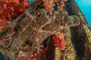 Scorpion Fish Prints: Frog fish in the Red Sea Colorful and beautiful, Eilat Israel