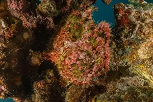Scorpion Fish Prints: Frog fish in the Red Sea Colorful and beautiful, Eilat Israel