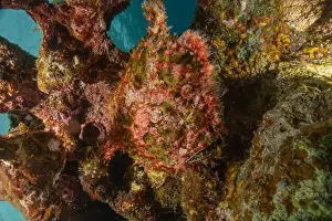 Scorpion Fish Prints: Frog fish in the Red Sea Colorful and beautiful, Eilat Israel