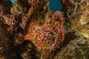 Scorpion Fish Prints: Frog fish in the Red Sea Colorful and beautiful, Eilat Israel