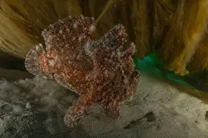 Scorpion Fish Prints: Frog fish in the Red Sea Colorful and beautiful, Eilat Israel