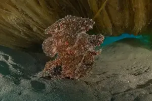 Scorpion Fish Prints: Frog fish in the Red Sea Colorful and beautiful, Eilat Israel