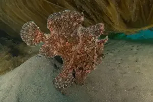 Scorpion Fish Prints: Frog fish in the Red Sea Colorful and beautiful, Eilat Israel