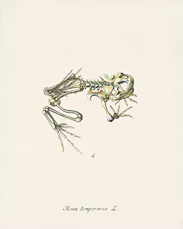 Frog Prints: Frog illustration. Zoological artwork from an amphibian book published in Germany in the late 18th century