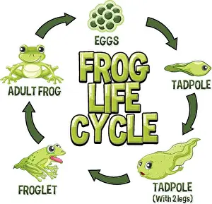 Frog Life Cycle Diagram illustration