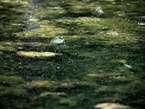 Toad Prints: A frog in a pond looks like a painting in Ohio, Usa