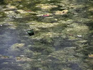 Toad Prints: A frog in a pond looks like a painting in Ohio, Usa