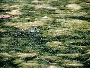 Toad Prints: A frog in a pond looks like a painting in Ohio, Usa