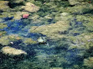 Toad Prints: A frog in a pond looks like a painting in Ohio, Usa