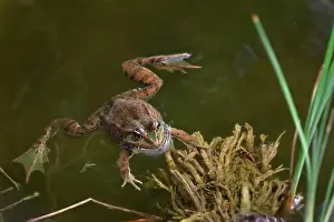 Lazy Prints: A frog swimming in a pond on a sunny day