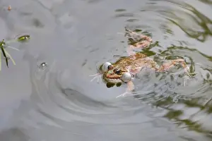 Lazy Prints: A frog swimming in a pond on a sunny day