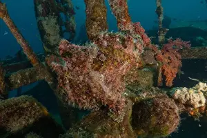 Scorpion Fish Prints: Frogfish in the Red Sea Colorful and beautiful, Eilat Israel