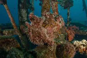 Scorpion Fish Prints: Frogfish in the Red Sea Colorful and beautiful, Eilat Israel
