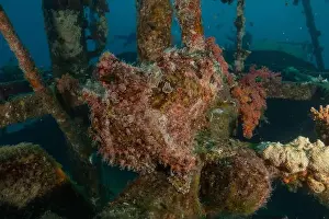 Scorpion Fish Prints: Frogfish in the Red Sea Colorful and beautiful, Eilat Israel