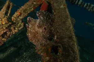 Scorpion Fish Prints: Frogfish in the Red Sea Colorful and beautiful, Eilat Israel