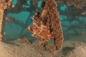 Frogfish Prints: Frogfish swim in the Red Sea, colorful fish, Eilat Israel