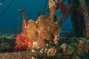 Frogfish Prints: Frogfish swim in the Red Sea, colorful fish, Eilat Israel