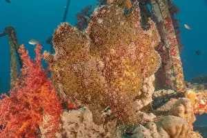 Frogfish Prints: Frogfish swim in the Red Sea, colorful fish, Eilat Israel