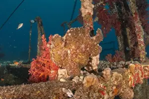 Frogfish Prints: Frogfish swim in the Red Sea, colorful fish, Eilat Israel