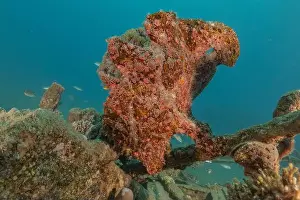 Frogfish Prints: Frogfish swim in the Red Sea, colorful fish, Eilat Israel