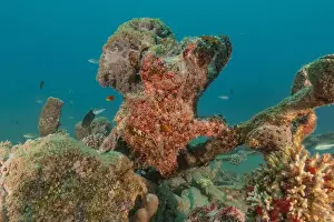 Frogfish Prints: Frogfish swim in the Red Sea, colorful fish, Eilat Israel