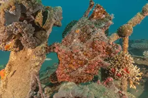 Frogfish Prints: Frogfish swim in the Red Sea, colorful fish, Eilat Israel