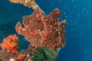 Frogfish Prints: Frogfish swim in the Red Sea, colorful fish, Eilat Israel