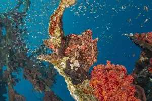 Frogfish Prints: Frogfish swim in the Red Sea, colorful fish, Eilat Israel