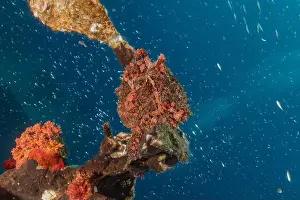 Frogfish Prints: Frogfish swim in the Red Sea, colorful fish, Eilat Israel