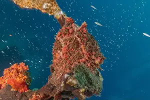 Frogfish Prints: Frogfish swim in the Red Sea, colorful fish, Eilat Israel