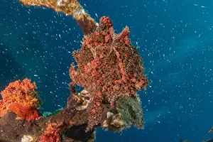 Frogfish Prints: Frogfish swim in the Red Sea, colorful fish, Eilat Israel