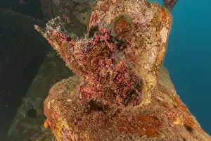 Frogfish Prints: Frogfish swim in the Red Sea, colorful fish, Eilat Israel