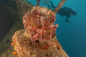 Frogfish Prints: Frogfish swim in the Red Sea, colorful fish, Eilat Israel