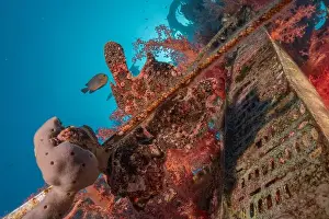 Frogfish Prints: Frogfish swim in the Red Sea, colorful fish, Eilat Israel