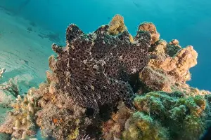 Frogfish Prints: Frogfish swim in the Red Sea, colorful fish, Eilat Israel