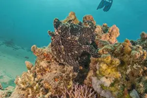 Frogfish swim in the Red Sea, colorful fish, Eilat Israel
