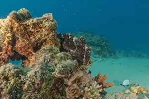 Frogfish Prints: Frogfish swim in the Red Sea, colorful fish, Eilat Israel