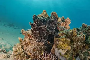 Frogfish Prints: Frogfish swim in the Red Sea, colorful fish, Eilat Israel