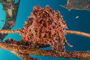 Frogfish Prints: Frogfish swim in the Red Sea, colorful fish, Eilat Israel