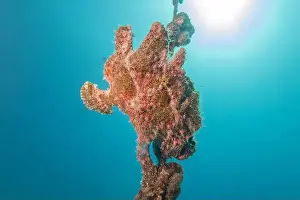 Frogfish Prints: Frogfish swim in the Red Sea, colorful fish, Eilat Israel