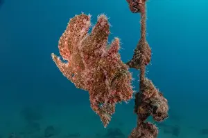 Frogfish Prints: Frogfish swim in the Red Sea, colorful fish, Eilat Israel