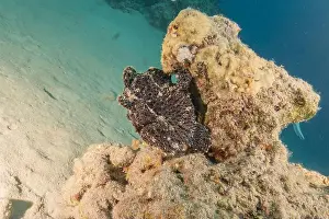 Frogfish Prints: Frogfish swim in the Red Sea, colorful fish, Eilat Israel